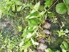 Strawberry Plant ( স্ট্রবেরী চারা)