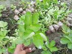 স্ট্রবেরী চারা (strawberry Plant)