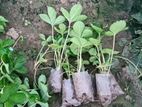 স্ট্রবেরী চারা (Strawberry Plant)