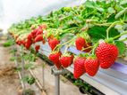 স্ট্রবেরী চারা (Strawberry Plant)