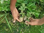 স্ট্রবেরী চারা (Strawberry Plant)