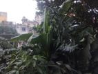 Room Rental