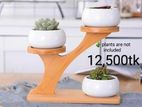 Succulent Pots & Stand Set Ceramic White Pack