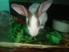 Rabbit for sell