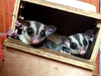 Sugar Glider Classic