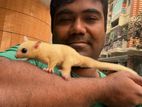 Sugar Glider