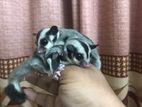 Sugar glider