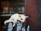 Sugar Glider Male Female