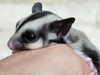 Sugar Glider pair 4.5 month