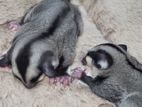 Sugar Glider Pair Baby