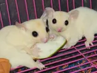 Sugar glider semi adult confirm pair