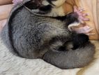 Sugar Glider Tame Size Baby pair