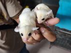 Sugar glider tame size