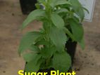 Sugar Plant