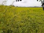 সুলভ মূল্যে জমি বিক্রি হবে।
