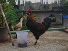 সুলতানি মোরগ