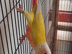 Sun check conure male