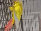 Sun cheek conure baby