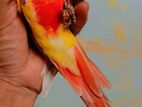 Double red factor sun cheek conure