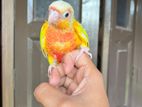 sun cheek conure