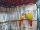 Sun cheek conure new adult pair