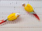 Sun Chick Conure Pair With DNA