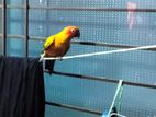 Sun Conur Bird