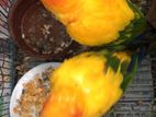 Sun Conure 2 Breeding Pair