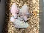Sun Conure 2 Breeding Pair with Tame Size Baby