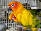 Sun Conure Adult Bonded Pair