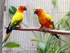 Sun conure adult bonding pair