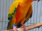 Sun Conure Adult breeding female