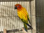 sun conure adult male