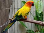 Sun Conure adult male