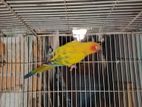 Sun Conure Adult pai