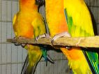 Sun Conure Adult pair for sale, and Cage Free