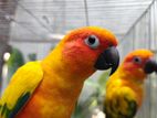 Sun Conure adult pair with smart paper