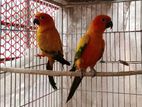 sun conure adult paire