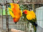 Sun Conure Adult Paire bird