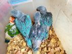 Sun conure and blue ringneck baby