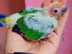 Sun conure baby