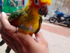 Sun Conure Baby