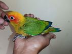 Sun conure baby