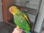 Sun conure baby