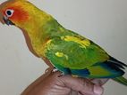 sun conure baby