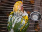 Sun Conure Baby