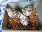 Sun conure baby for sell