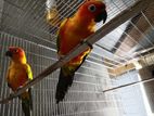 Sun conure big size Adult pair for sale