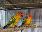 sun conure bird