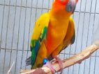 Sun Conure Breeding Female